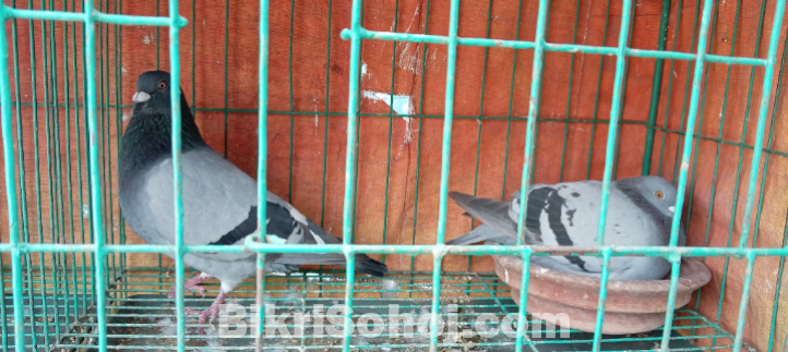কবুতর